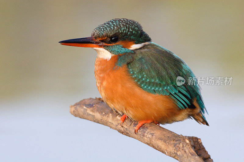 雌翠鸟(Alcedo Atthis)